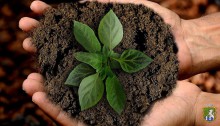 Щороку 5 грудня за підтримки продовольчої і сільськогосподарської організації ООН відзначають Всесвітній день ґрунтів (World Soil Day)