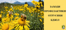 Бджола - найкорисніша комаха! Ми зобов’язані берегти бджіл!